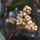 간세다리 이미지