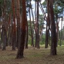 허난설헌생가터 이미지