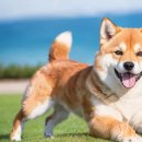 시바(SHIBA)