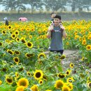 장성황룡강노란꽃잔치 축제장4 이미지