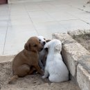 신학농장 이미지