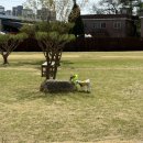 펫밀리 | 양주 천연잔디 애견운동장이 있는 애견카페 로얄펫밀리 후기