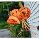 시골정취 이미지