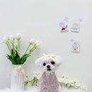 그루미재이 이미지