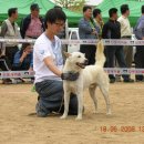 도그피아 이미지