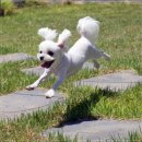 전주강아지분양 미니퍼피 가정견사 직영 | 전주강아지분양 알아보다가 미니퍼피 가정견사 전주직영점 다녀오고 생각이 달라졌어요