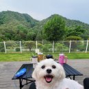 힐링위드독 이미지