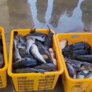 동해복어 이미지