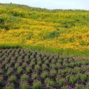 지세포로 이미지