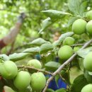 두꺼비상사 이미지