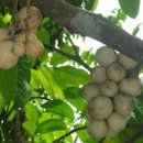 봉봉(bon bon) 이미지