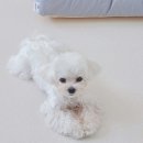 시크펫 그루밍 이미지