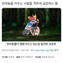 ANG 이미지