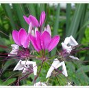 꽃들어린이집 이미지