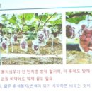 레드클라넷 재배관련 이미지
