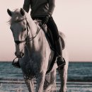 계절엔 동물의료센터 이미지