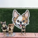 용이랑 백호랑 이미지