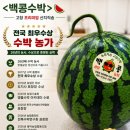 백용기농장 | 백콩 씨없는 고창수박 후기｜인터넷 주문 성공! 달고 아삭한 프리미엄 수박