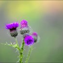 곰배령새소리 이미지