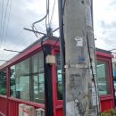 목화반점 이미지