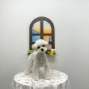 홀리몰리살롱 이미지