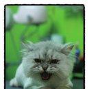 루시펫살롱 이미지