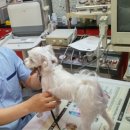 신창동물병원 이미지