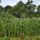 서수농장 이미지