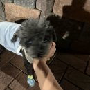 똥강새이 | 가~을 모했냐면 ?