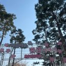 (주)써브웨이 석촌호수점 | 석촌호수 벚꽃 실시간 &amp; 지하철 가는길 !