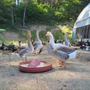 동녁골 농장 이미지