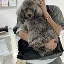 또또살롱 네이버블로그