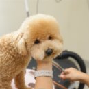 왈왈 살롱 이미지