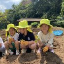 🥬 배추모종을 심어요 🥬 이미지