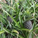 가서농장2 이미지