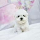 김해 해피몽 김해강아지분양 고양이분양 이미지