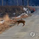 도리도리나주 이미지