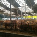 백암축산 이미지