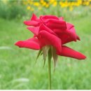 찬란한 인생 이미지