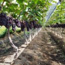 (주)거봉 | [보투아몽드 거봉] 달콤한 과즙이 가득한 고당도 프리미엄 거봉포도