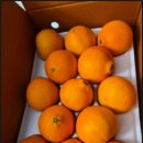 월광농장 | 제주월광농장 황금향 남녀노소 모두 좋아하는 제주 과일 솔직 리뷰