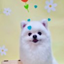 몽몽바블펫# 이미지