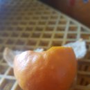 온주농장 이미지