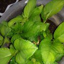 안이하우스 이미지