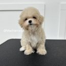 크림푸들 가족이야기 이미지