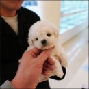 대구강아지분양 퍼피얌 이미지