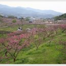 복사꽃피는마을 이미지