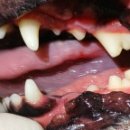 동주동물병원 이미지