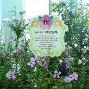 새로피다