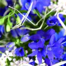플로아트 이미지